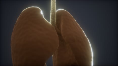 Animación-3d-De-Pulmones-Humanos